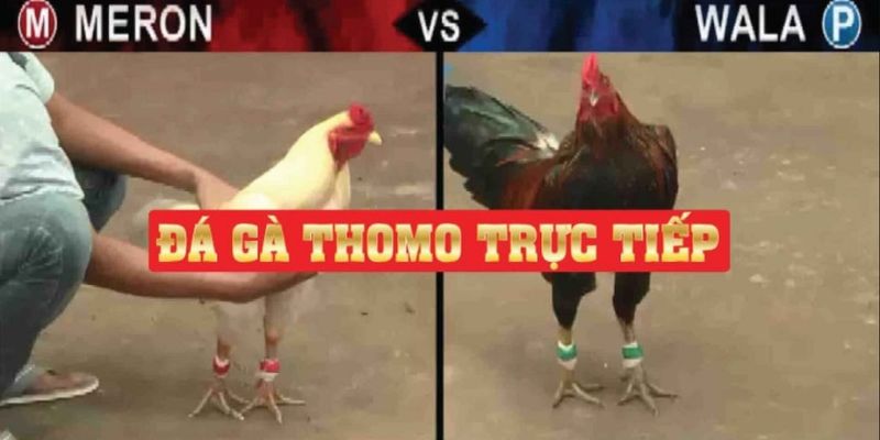 Các bước để tham gia cực đơn giản