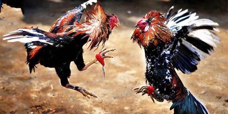 Tổng hợp các loại gà đá hầu kiềng phổ biến nhất