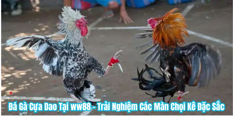 Đá Gà Cựa Dao Tại WW88 - Trải Nghiệm Các Màn Chọi Kê Đặc Sắc