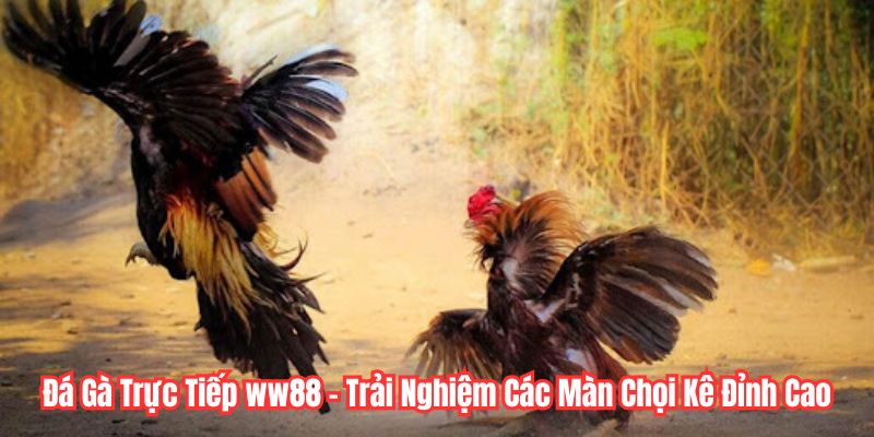Đá Gà Trực Tiếp ww88 - Trải Nghiệm Các Màn Chọi Kê Đỉnh Cao