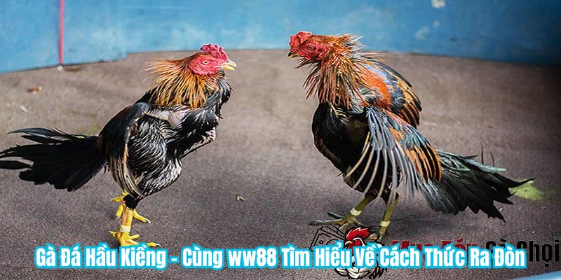 Khám Phá Gà Đá Hầu Kiềng – Sự Lựa Chọn Của Cao Thủ Đá Gà