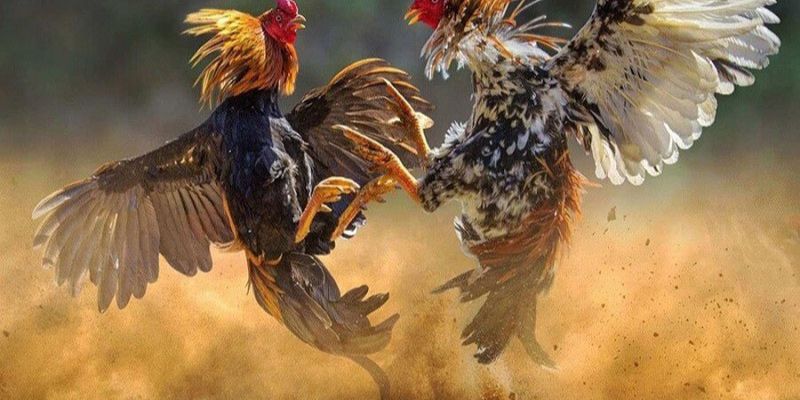 Gà đá hầu kiềng là một lối đá của chiến kê
