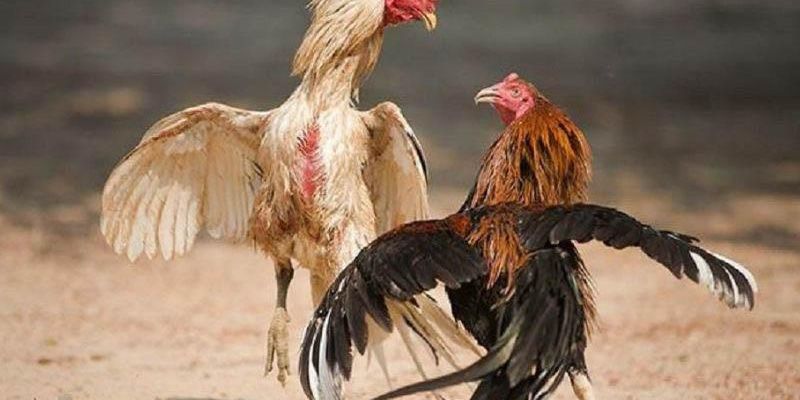 Hướng dẫn cách chọn gà đá hầu kiềng chuẩn chuyên gia
