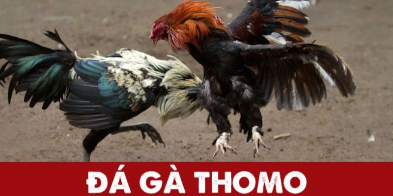 Đa dạng các loại hình chọi kê trong đá gà Thomo