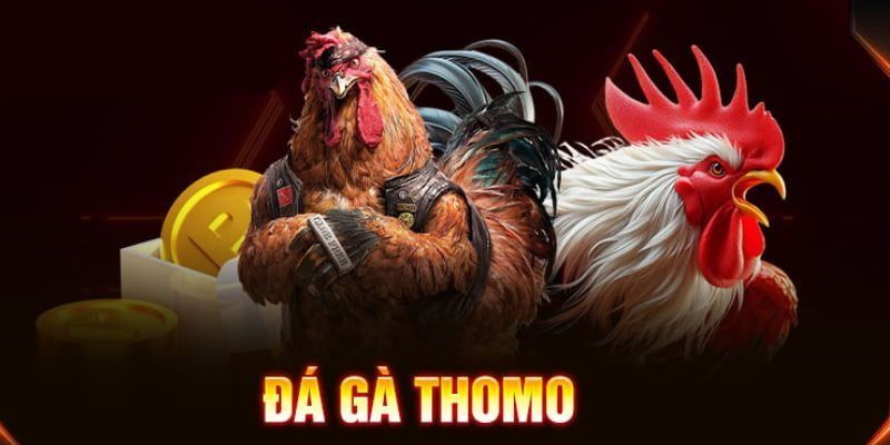 Trực tiếp đá gà Thomo giúp người chơi dễ dàng theo dõi