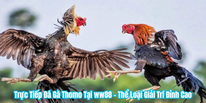 Trực Tiếp Đá Gà Thomo Tại WW88 - Thể Loại Giải Trí Đỉnh Cao