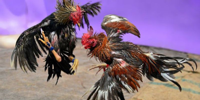 Choi kê kiểu truyền thống mang đến những điều thú vị