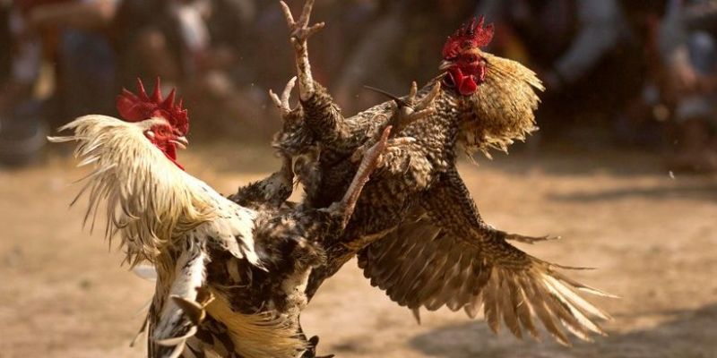 Đá gà cựa dao với những màn chọi kê đặc sắc