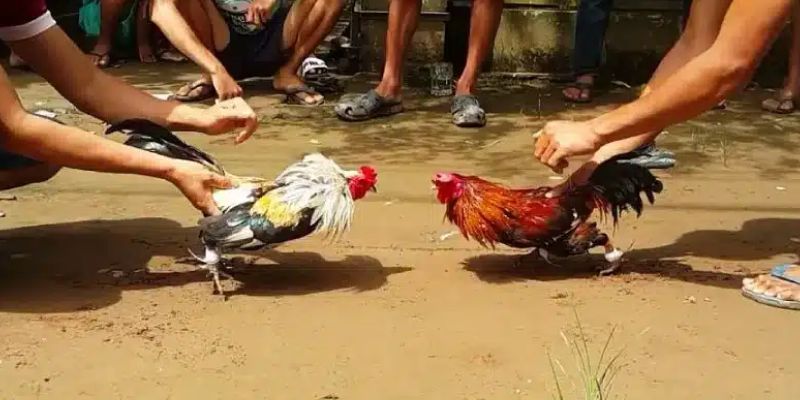 Đá gà Thomo là loại hình chọi kê đặc sắc