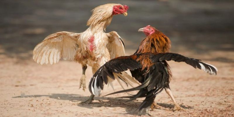 Hướng dẫn cách tham gia đá gà trực tiếp Thomo tại nhà cái