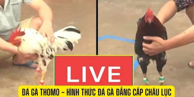 Phát trực tiếp nhiều trận đấu mỗi ngày